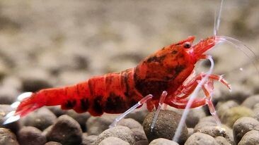 Extreme Red King Kong - 5 pack - Shrimp Envy