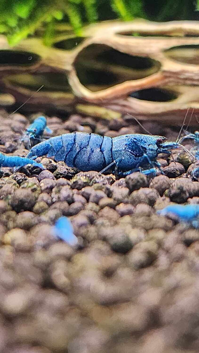 Extreme Blue Bolt - 5pk - AT Shrimpery