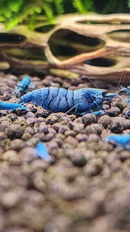 Extreme Blue Bolt - 5pk - AT Shrimpery