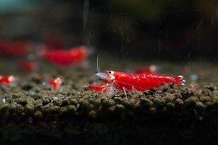 Super Crystal Red Santa - 5pk - AT Shrimpery