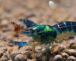 Blue Dragonblood - 5pk - Shrimp Envy/AT Shrimpery