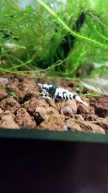 Black Fancy Tiger A-S Grade - 5 pk - AT Shrimpery