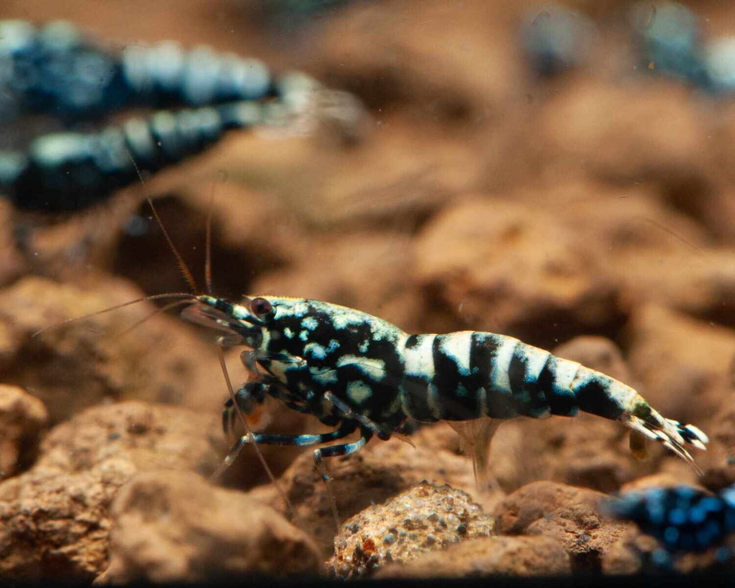 Black Snowflake High Grade - 5pk - AT Shrimpery