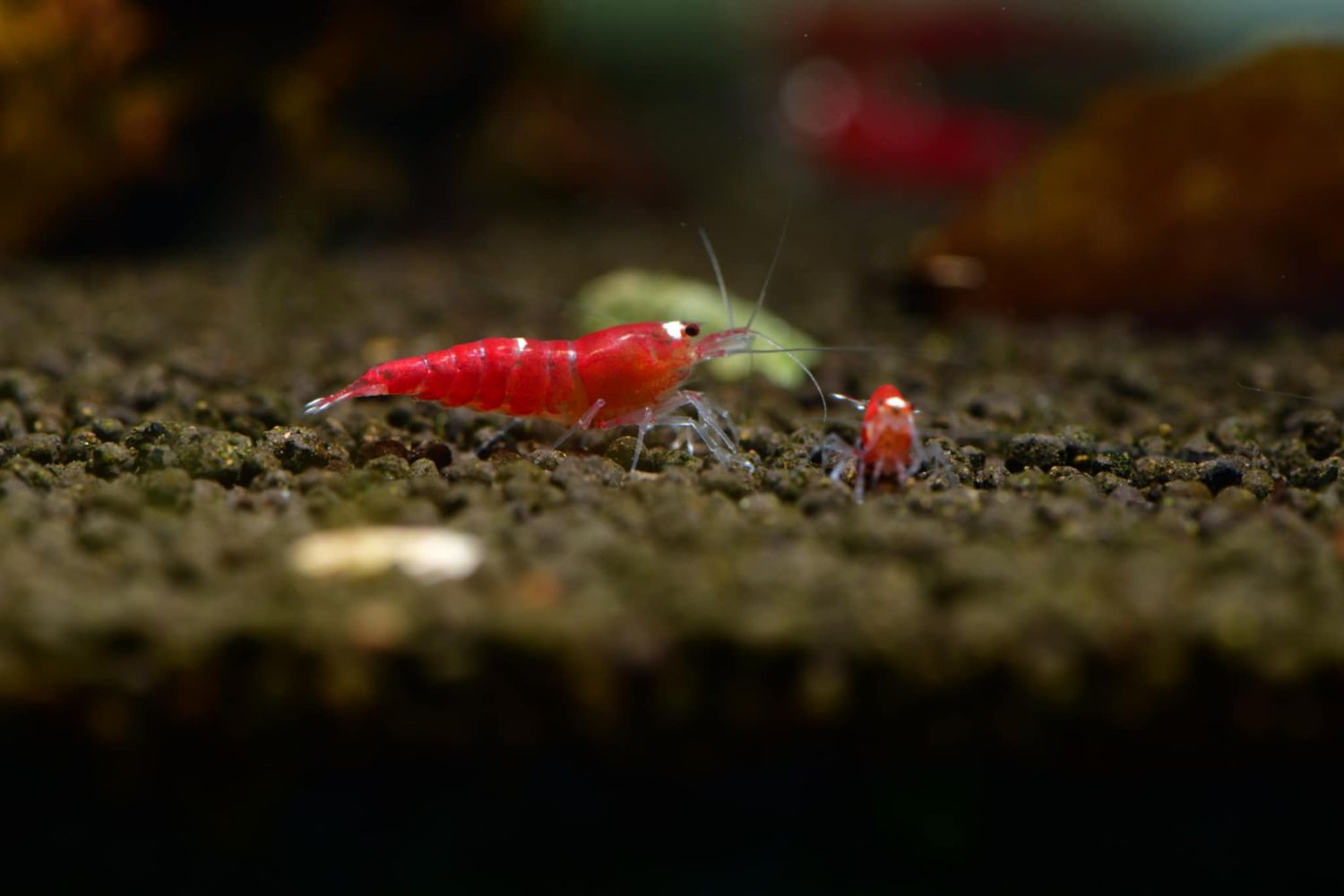 Super Crystal Red mixed lower grades - 5pk - AT Shrimpery