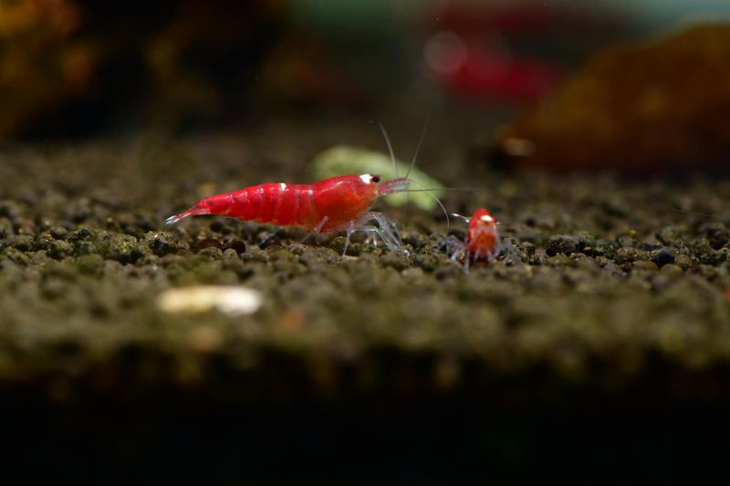 Super Crystal Red mixed lower grades - 5pk - AT Shrimpery