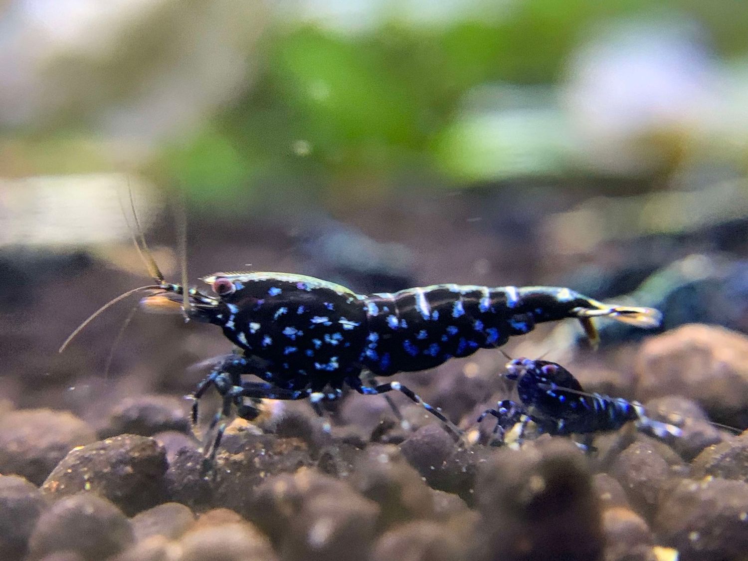 Black Galaxy Snowflake – High Grade 5+1 - Ryan Hoagland