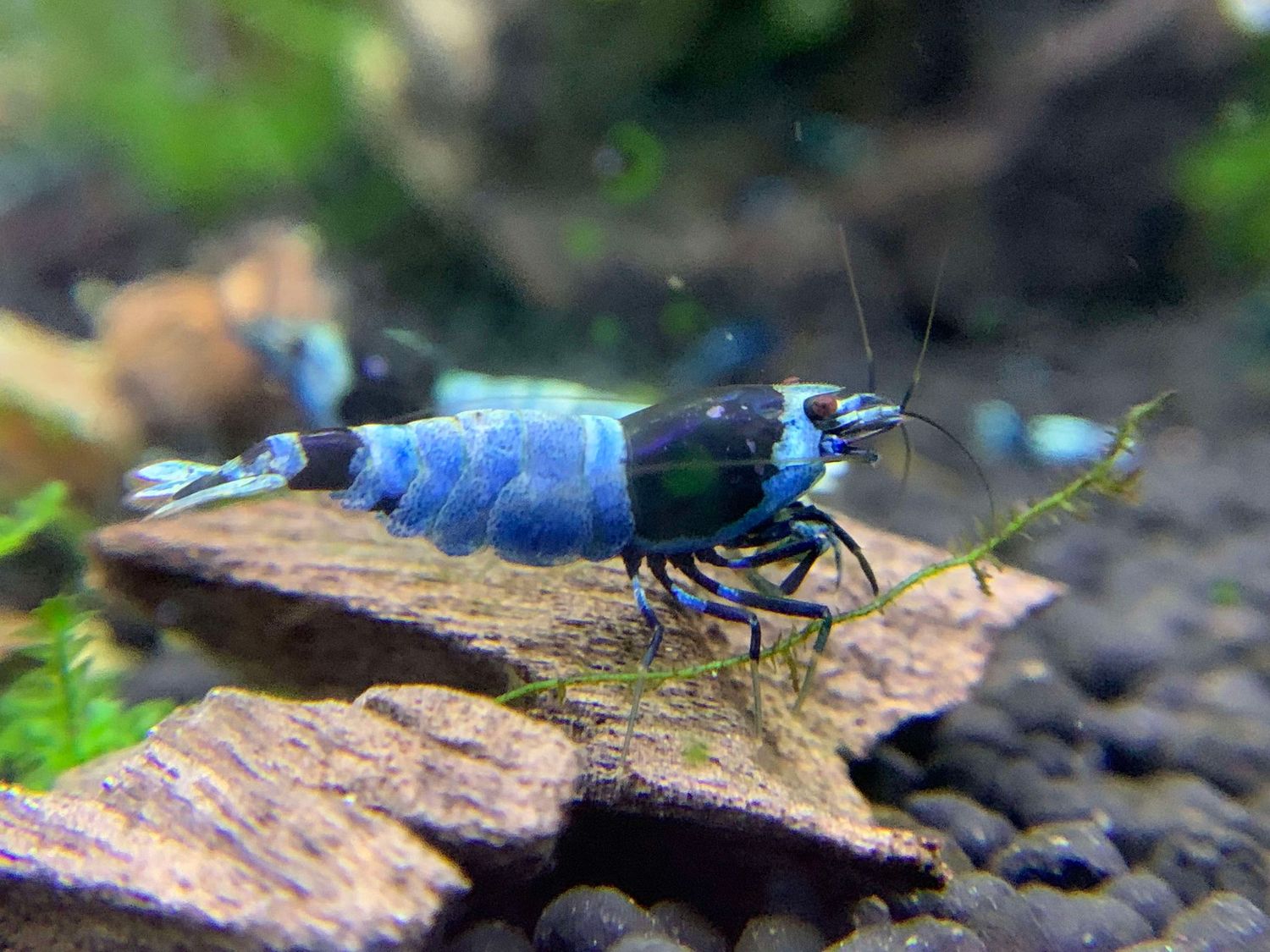 Mosura Blue Bolt – High Grade 5+1 - Ryan Hoagland