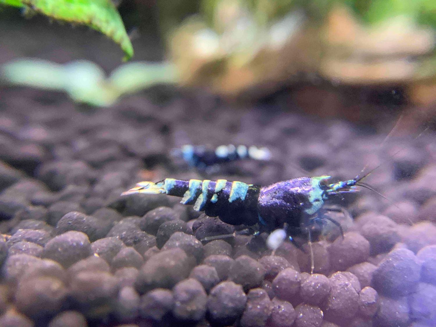 Purple Metallic Nanacy – High Grade 5+1 - Ryan Hoagland