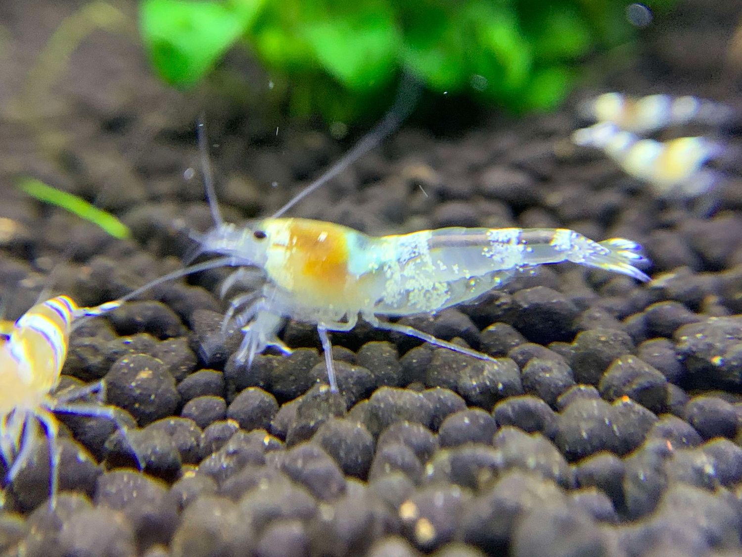 White Ghost Crystal Bees – High Grade 5+1 - Ryan Hoagland