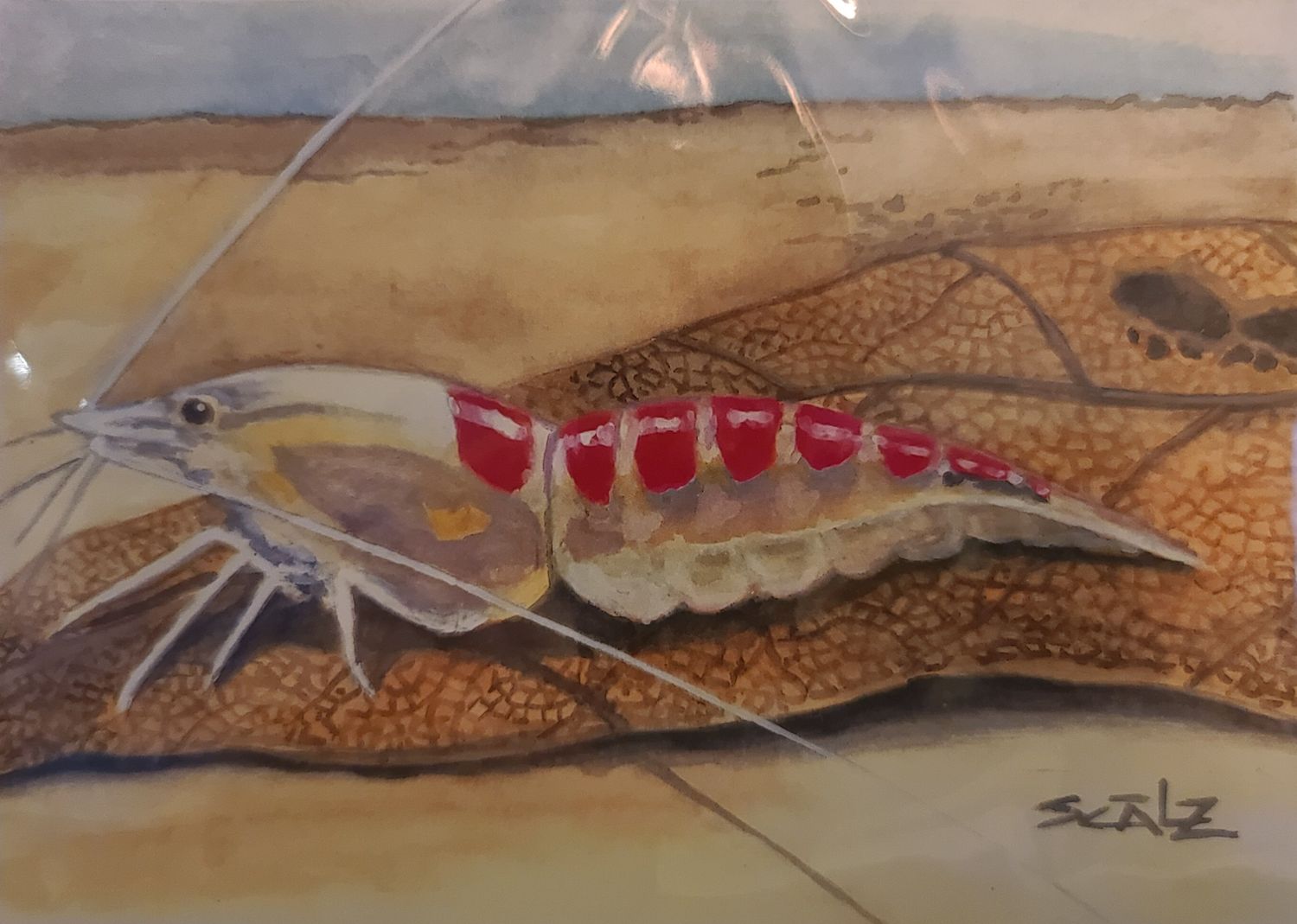 Calceo 5&quot; x 7&quot; Print - Sam Scalz