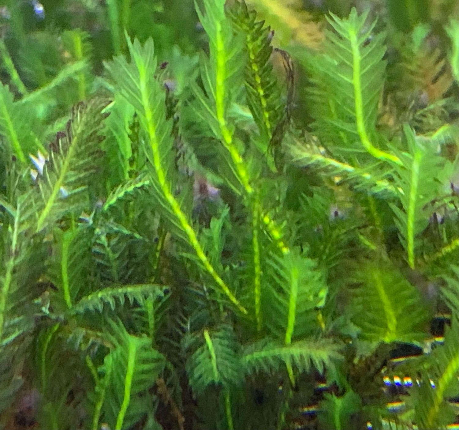 Fissidens Nobilis - Ryan Hoagland