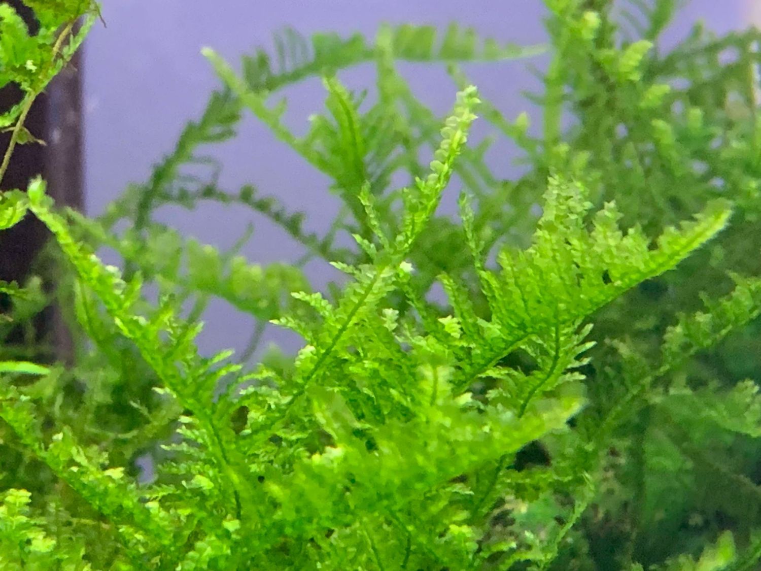 Triangle Moss - Ryan Hoagland