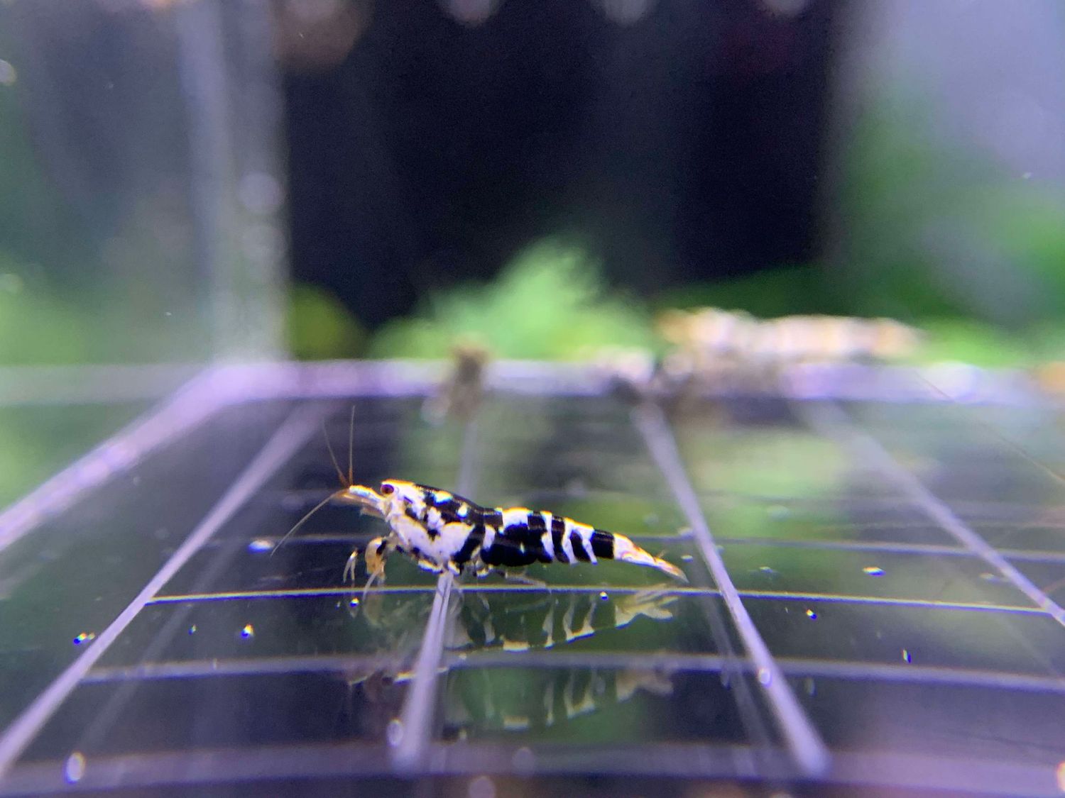 ​Mid Grade Black Fancy Tiger 5+1 - Ryan Hoagland