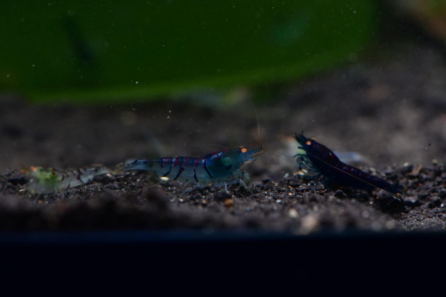 Orange Eye Blue Tiger - 5 pk - AT Shrimpery