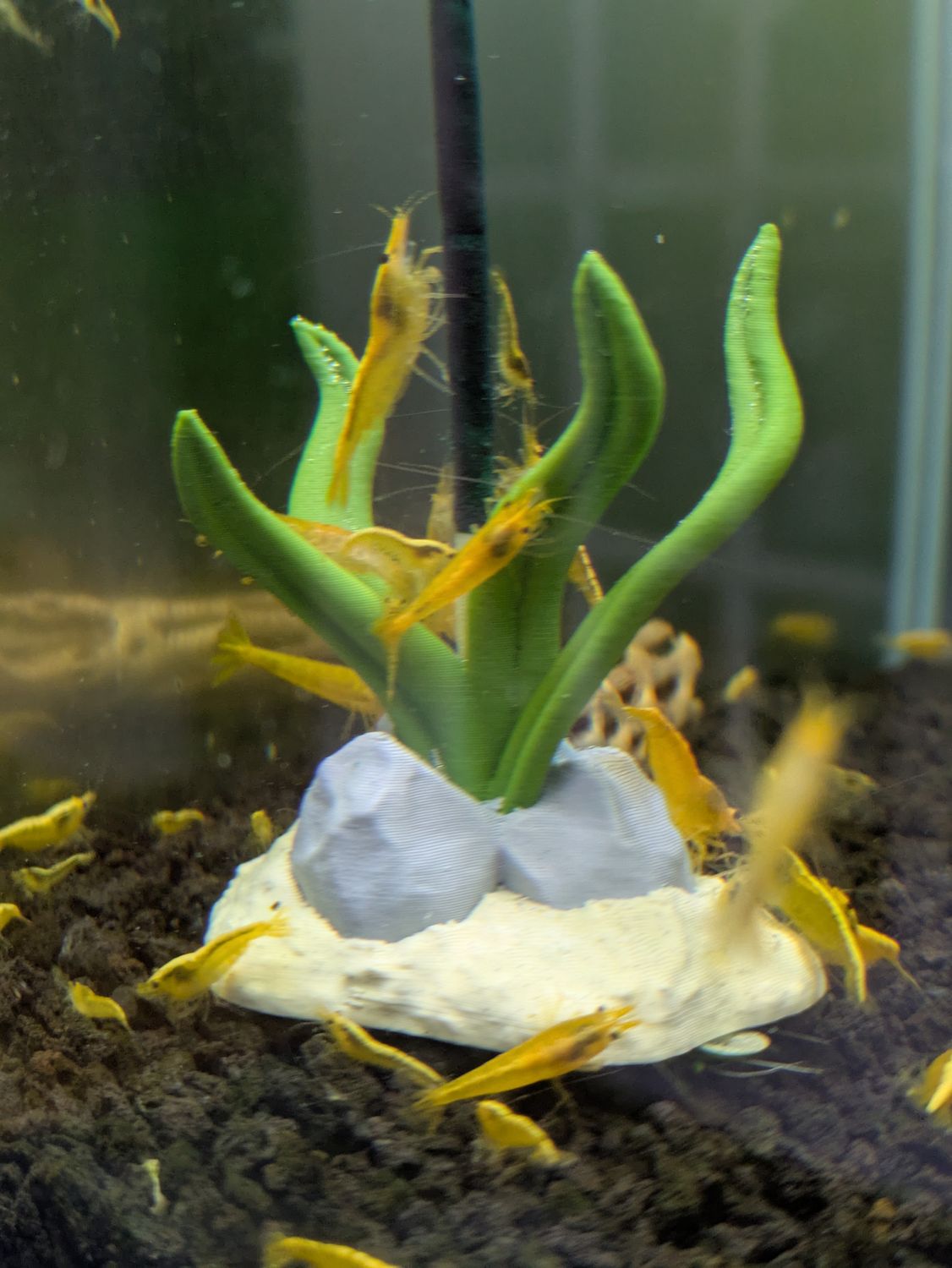 Shrimp Stick Holder - Plant - Joe Bloomfield