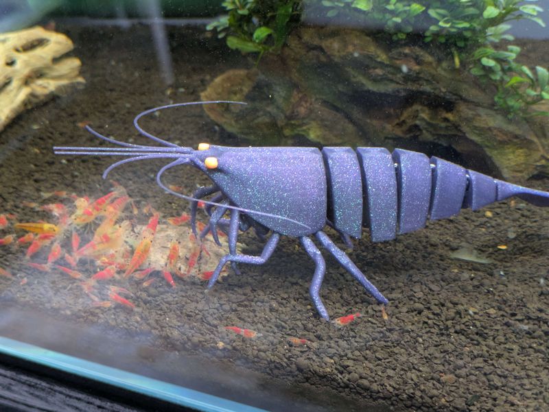 Sinking Shrimp for Aquarium Decor - Joe Bloomfield