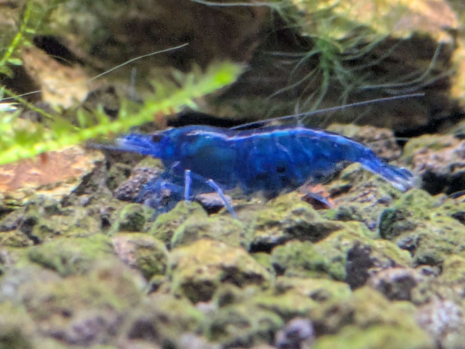 Ocean Blue Shrimp - 10pk - Shrimp Envy