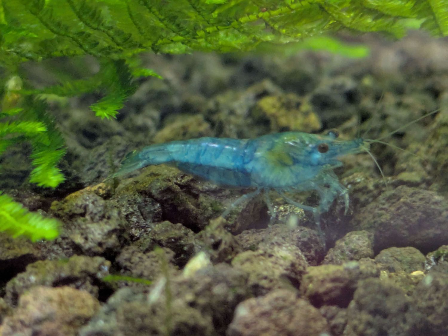 Blue jelly Shrimp - 10pk - Shrimp Envy