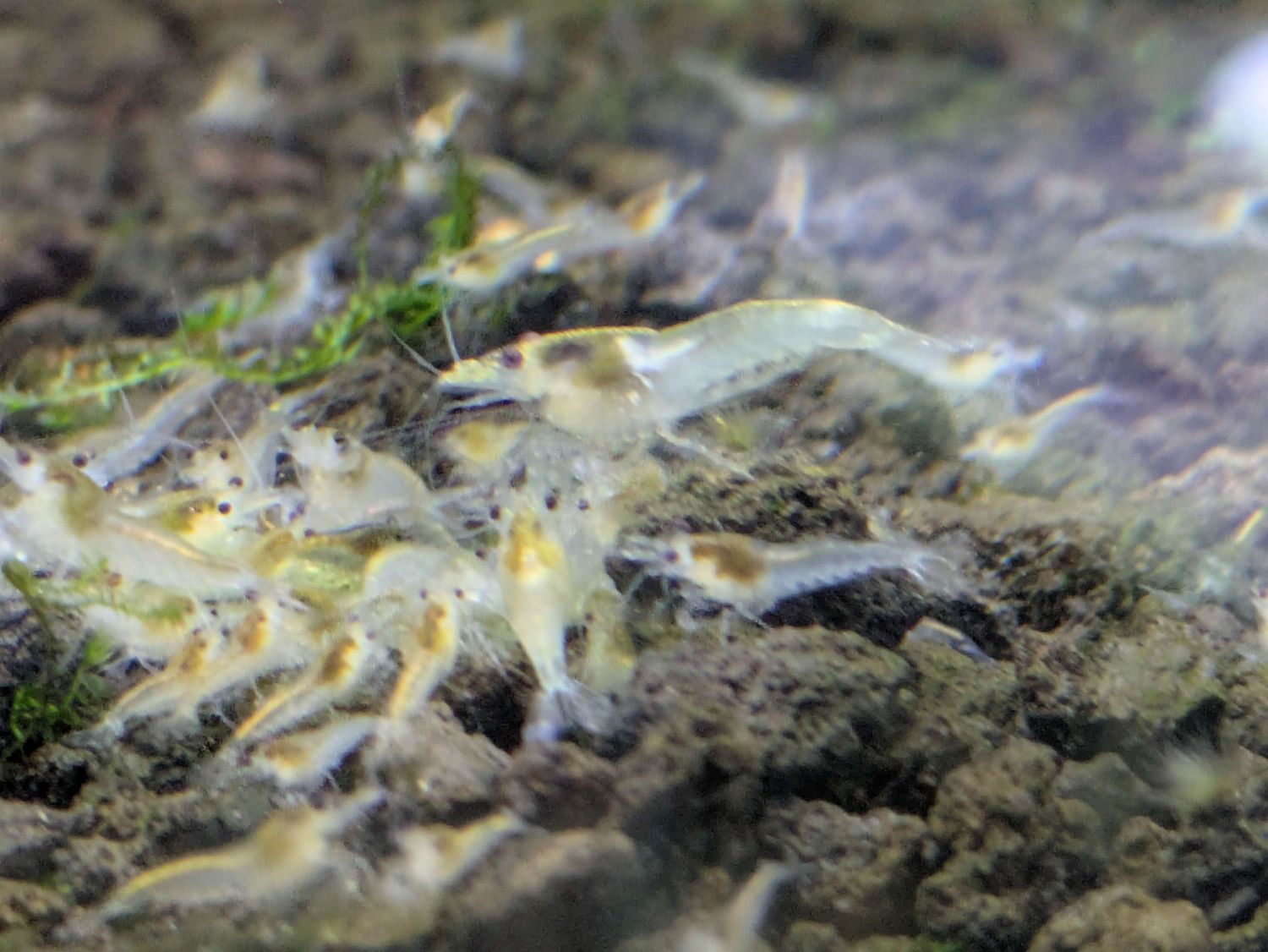 Snowball Shrimp - 10pk - Shrimp Envy
