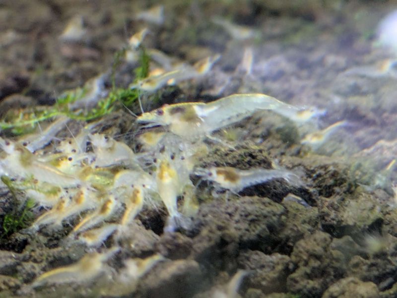 Snowball Shrimp - 10pk - Shrimp Envy