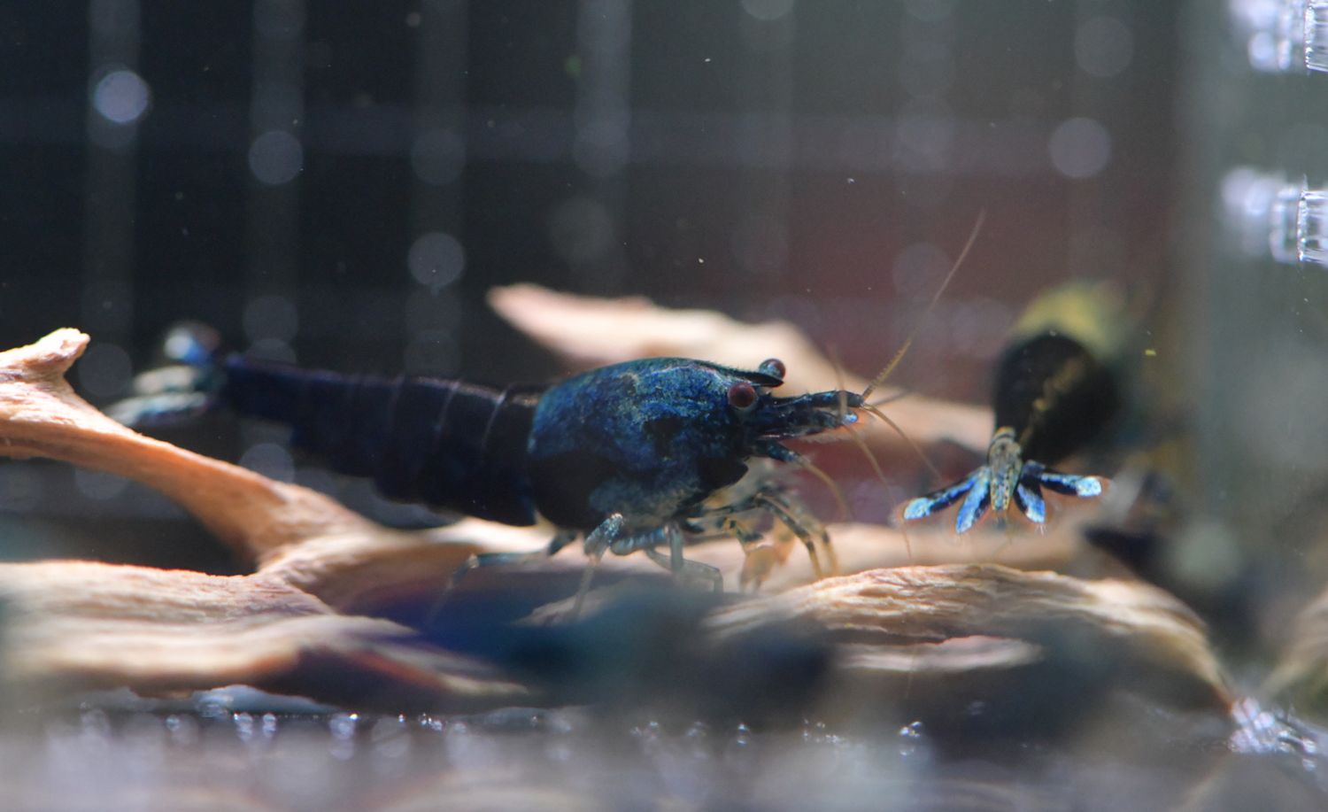 Ocean Blue Caridina - 5pk - AT Shrimpery