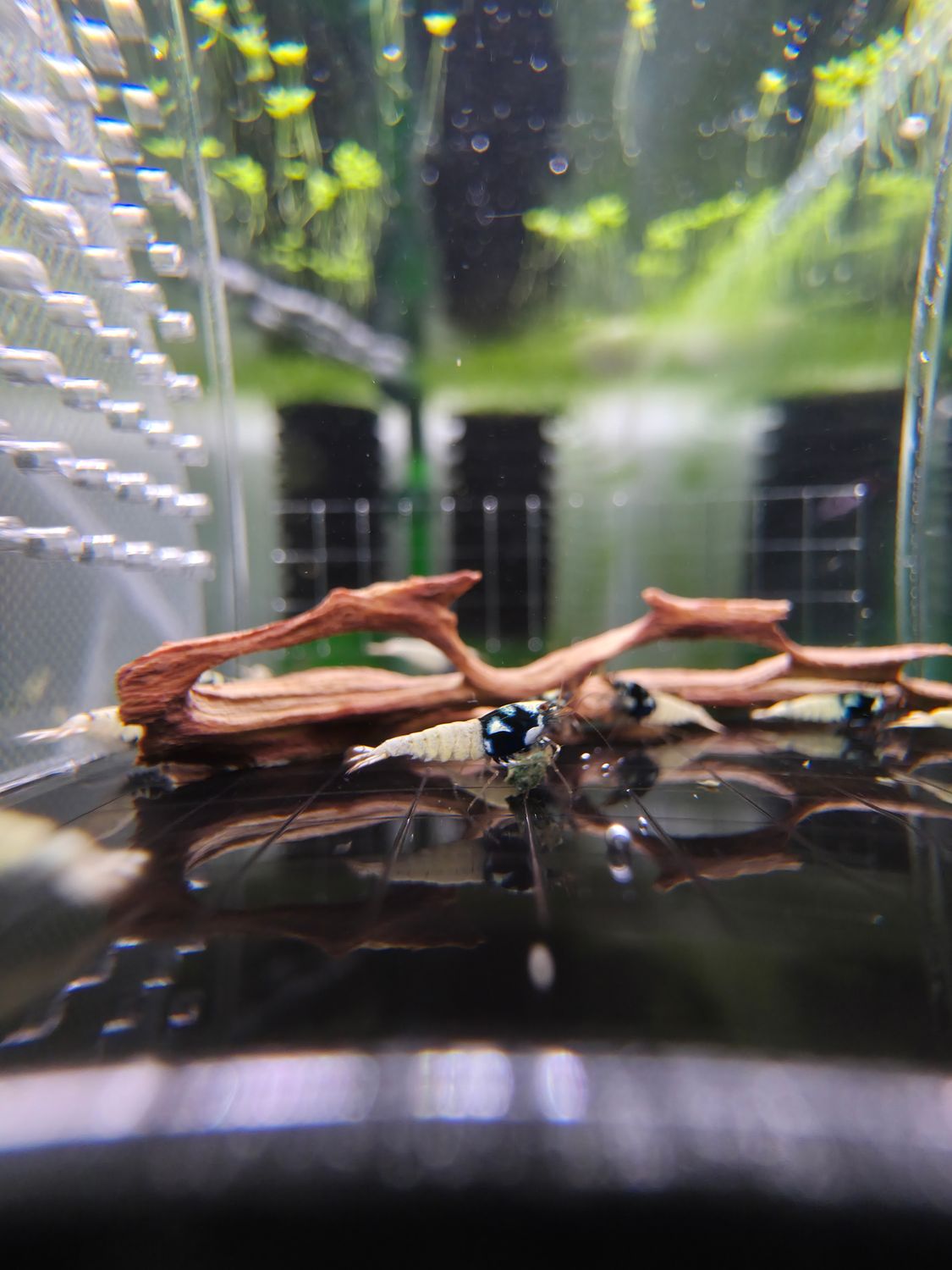 Black German Spotted Head Pinto - 5pk - AT Shrimpery