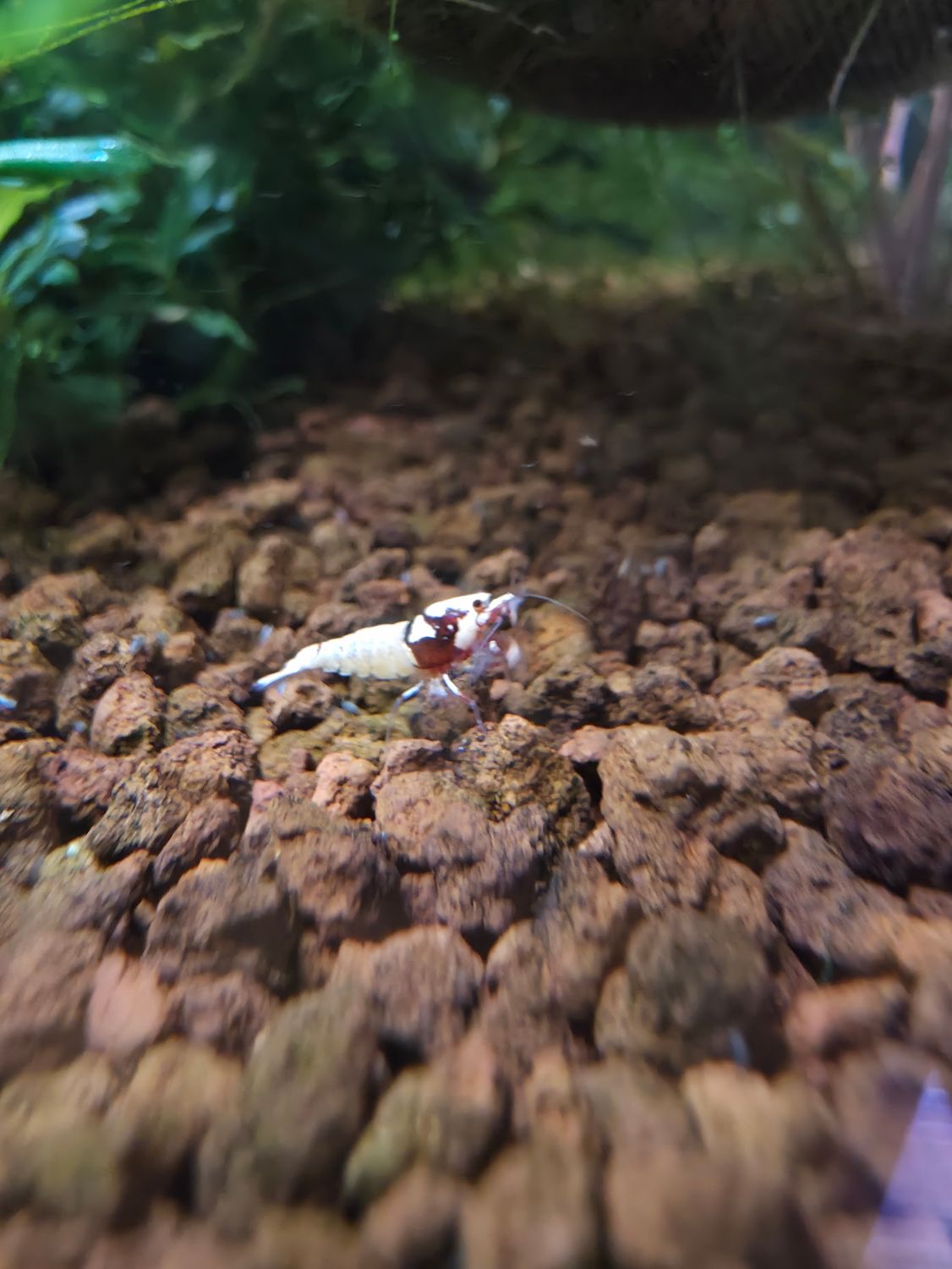Red German Spotted Head Pinto - 5pk - AT Shrimpery