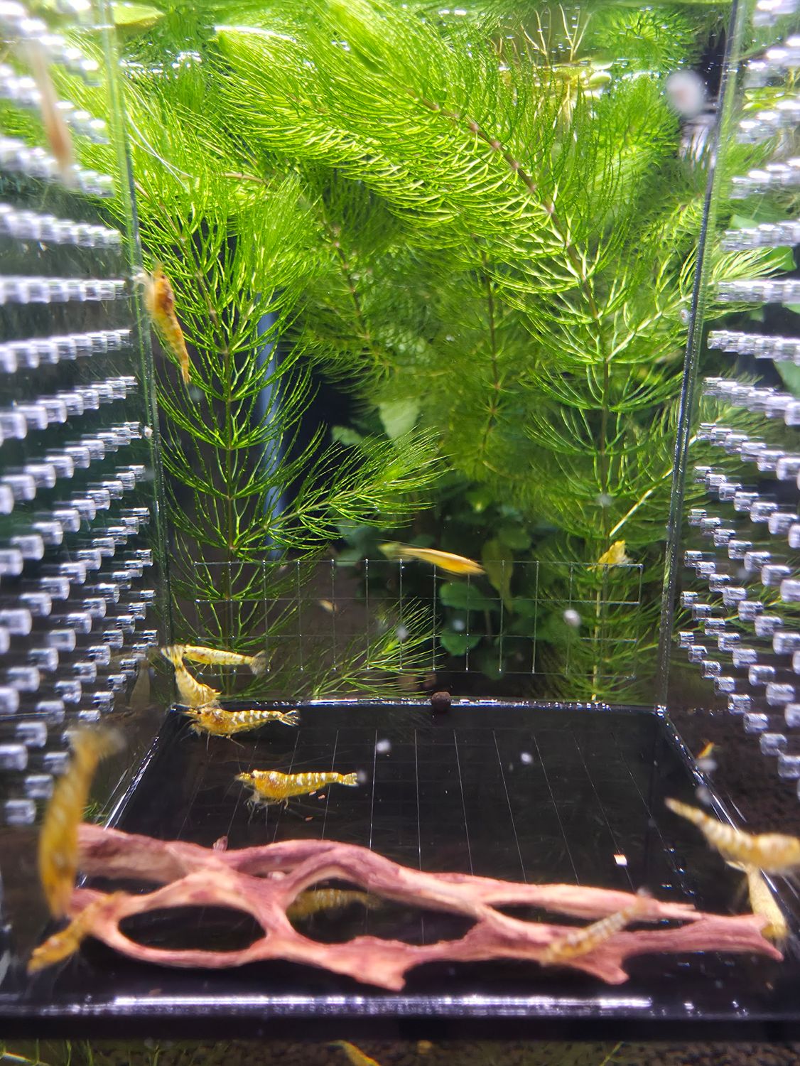 Yellow Galaxy Mixed Pattern - 5pk - AT Shrimpery