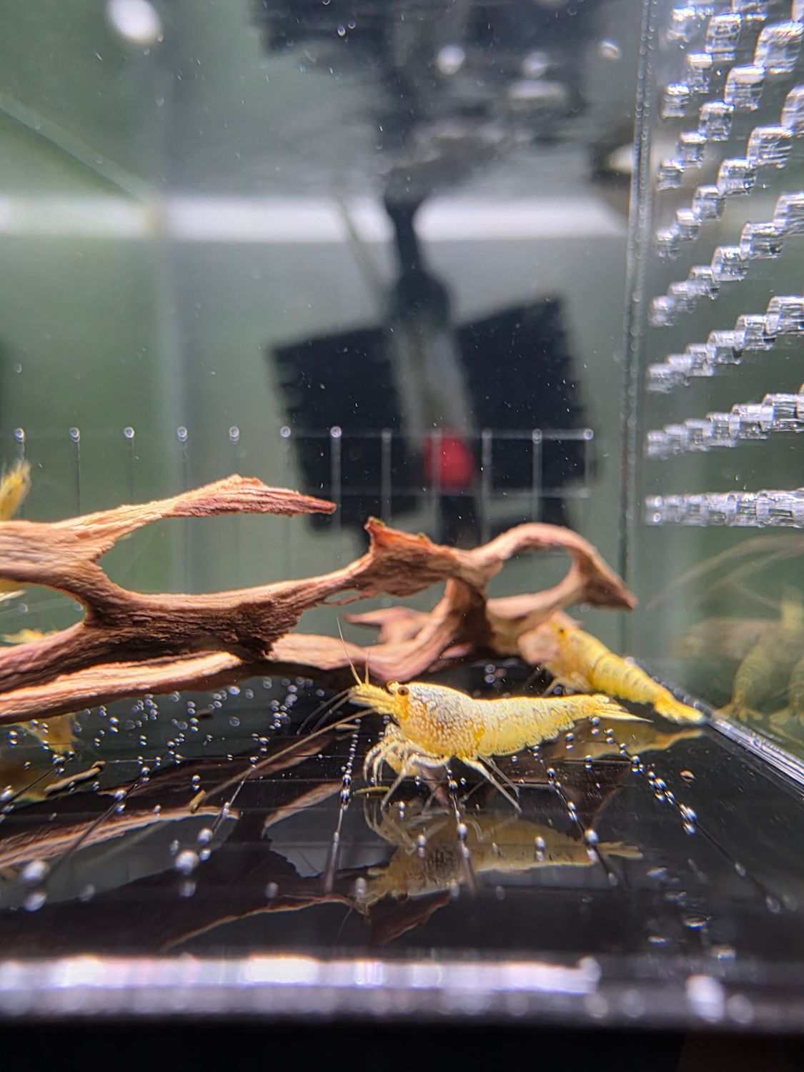24k Golden Caridina - 5pk - AT Shrimpery