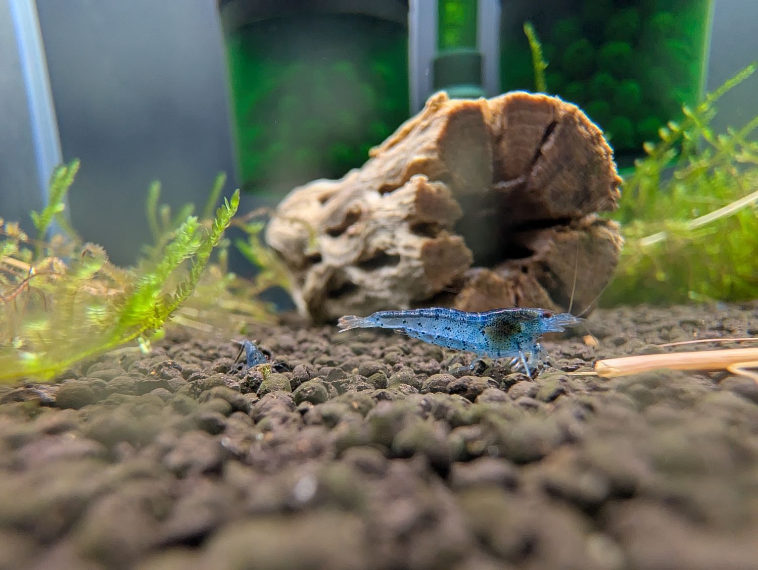 Aura Blue Tigers - 5pk - Shrimp Envy