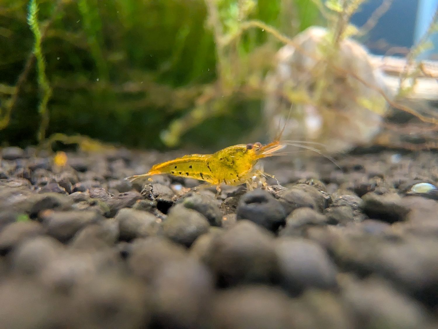 Tangerine Tigers - 5pk - Shrimp Envy