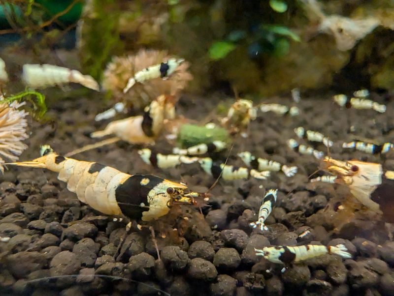 Pure Black Line (A-S Grade) - 5pk - Shrimp Envy