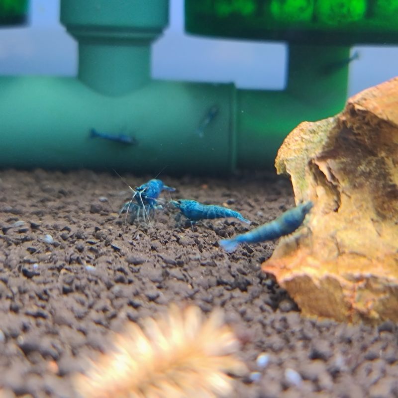 Extreme Blue Bolt - 5pk - Shrimp Envy
