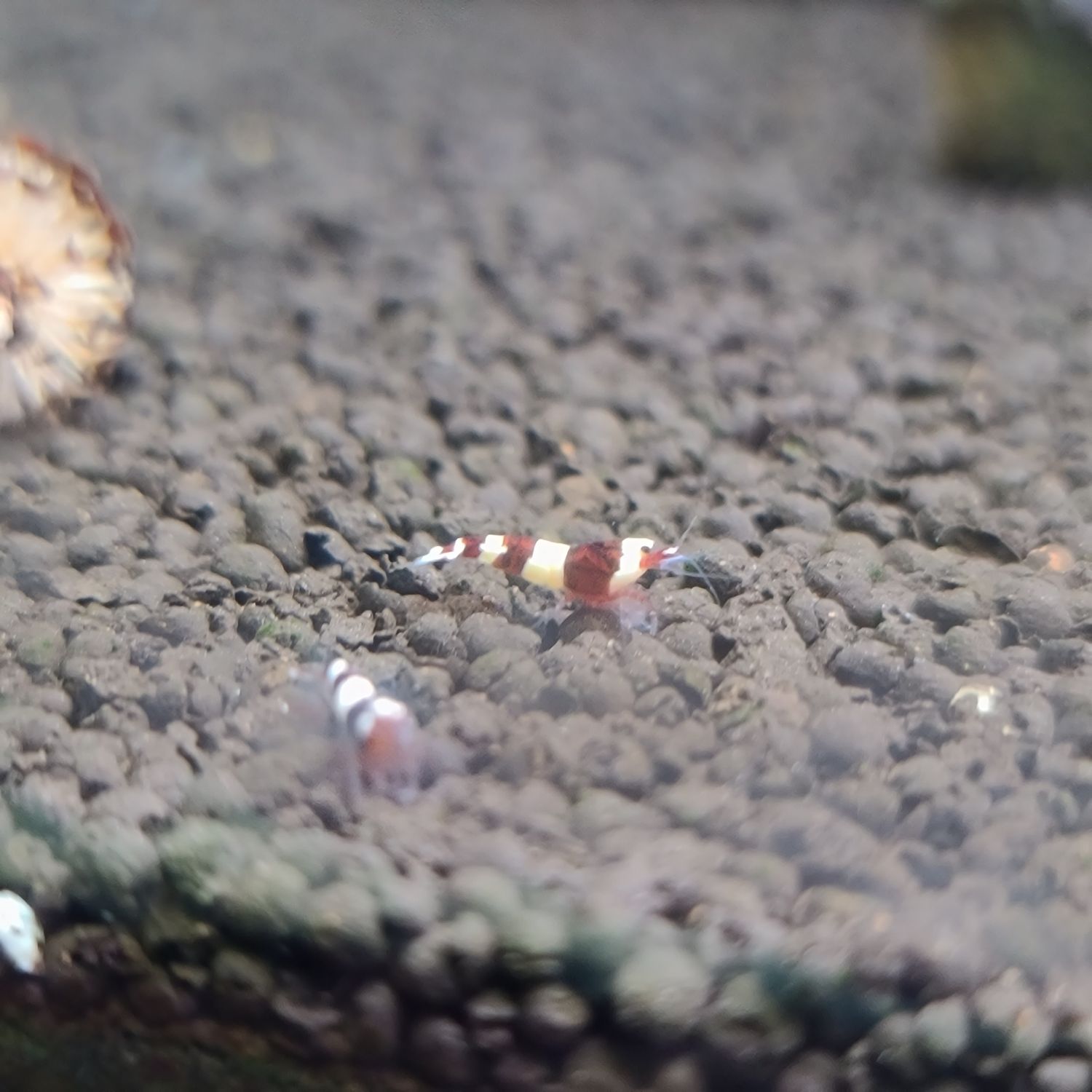 Wine Red Panda - 5pk - Shrimp Envy