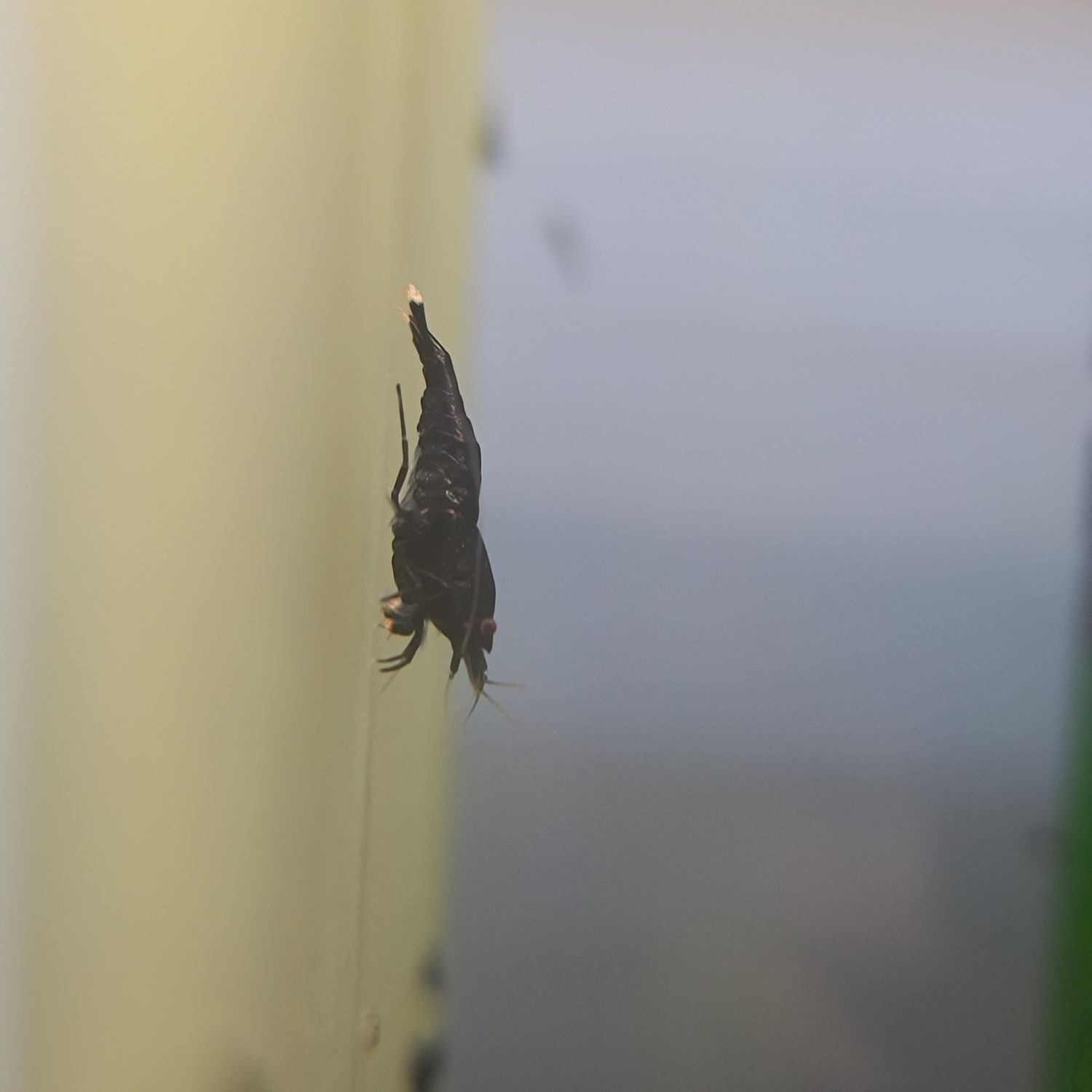 Extreme Black King Kong - 5 pk -Shrimp Envy