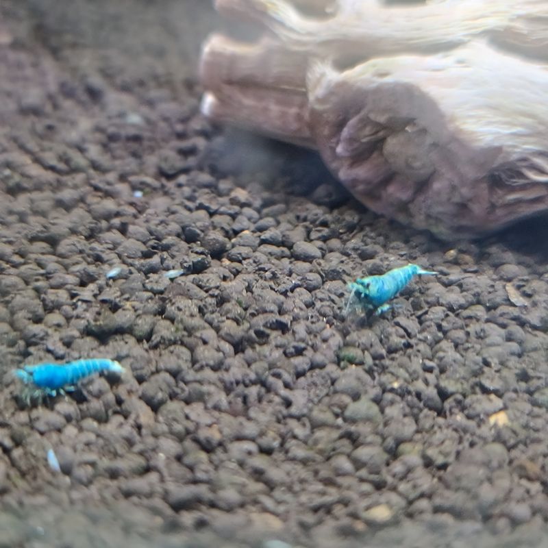Blue Bolt Low Grade - 5pk - Shrimp Envy