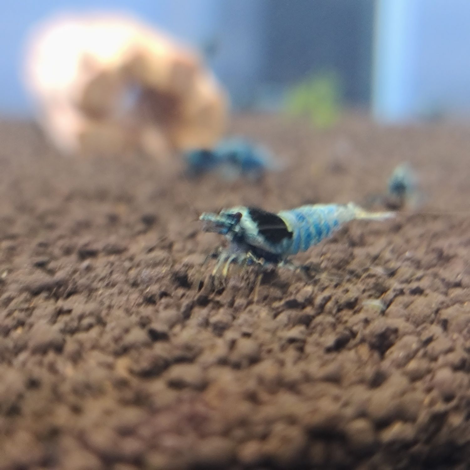 Blue Shadow Mosura - 5pk - Shrimp Envy