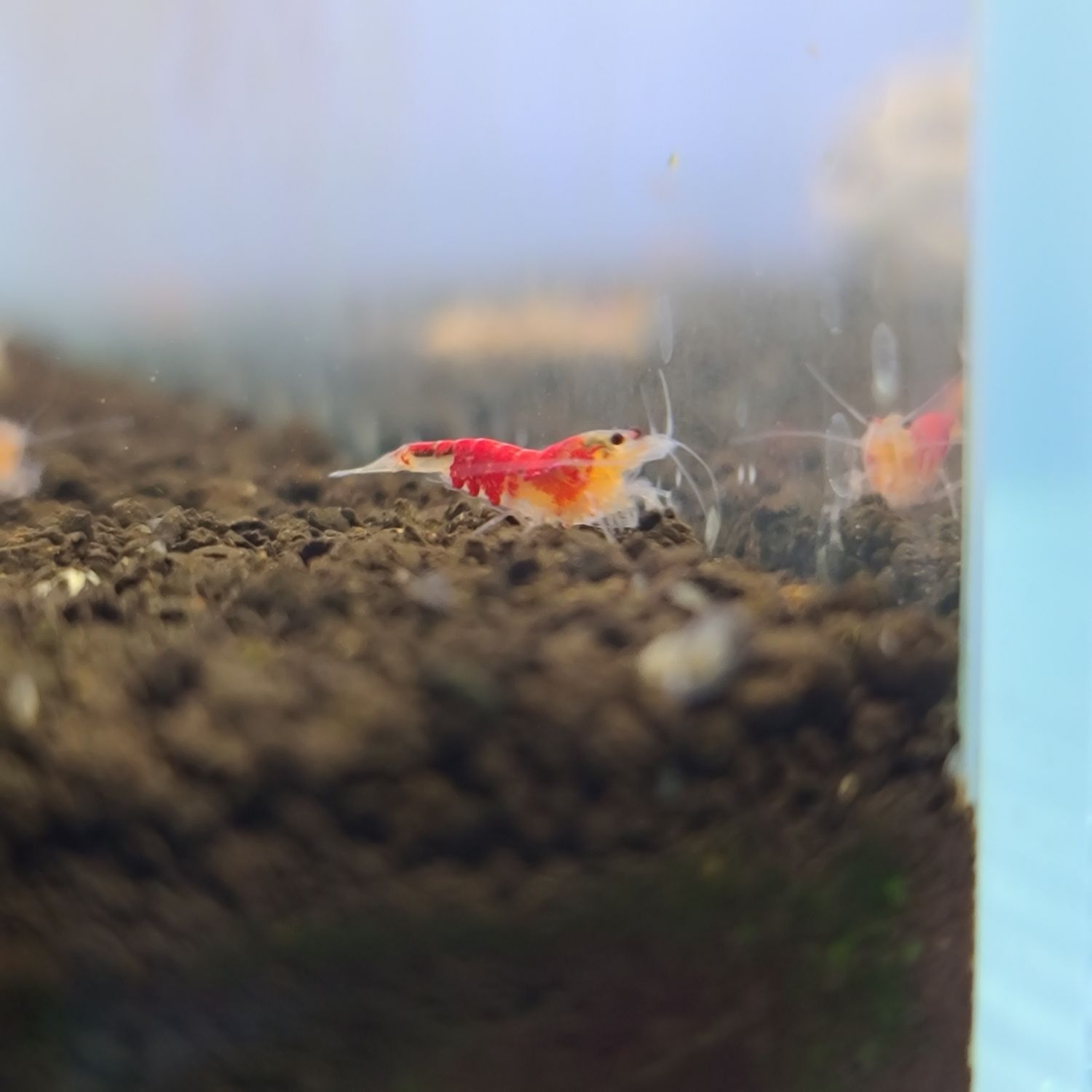 Golden Calceo - 5pk - Shrimp Envy