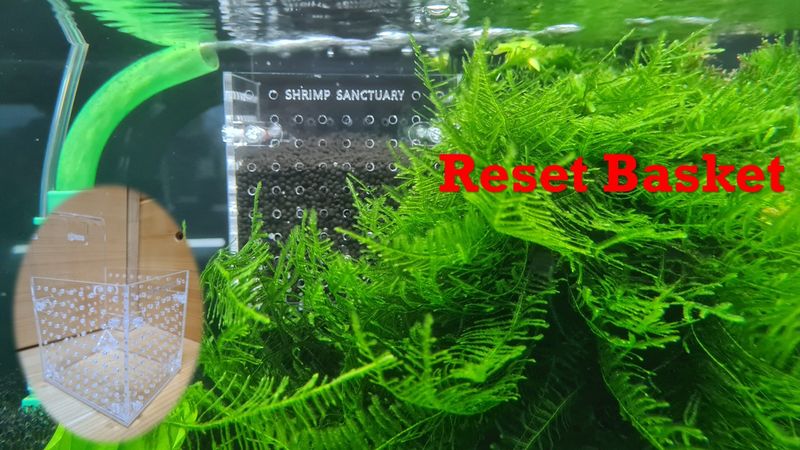 Shrimp Sanctuary Reset Box - Bene Tay Shrimp Sanctuary Reset Box - Bene Tay