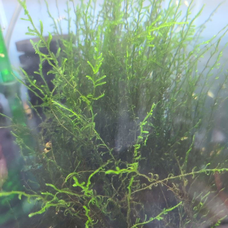 Flame Moss - Shrimp Envy