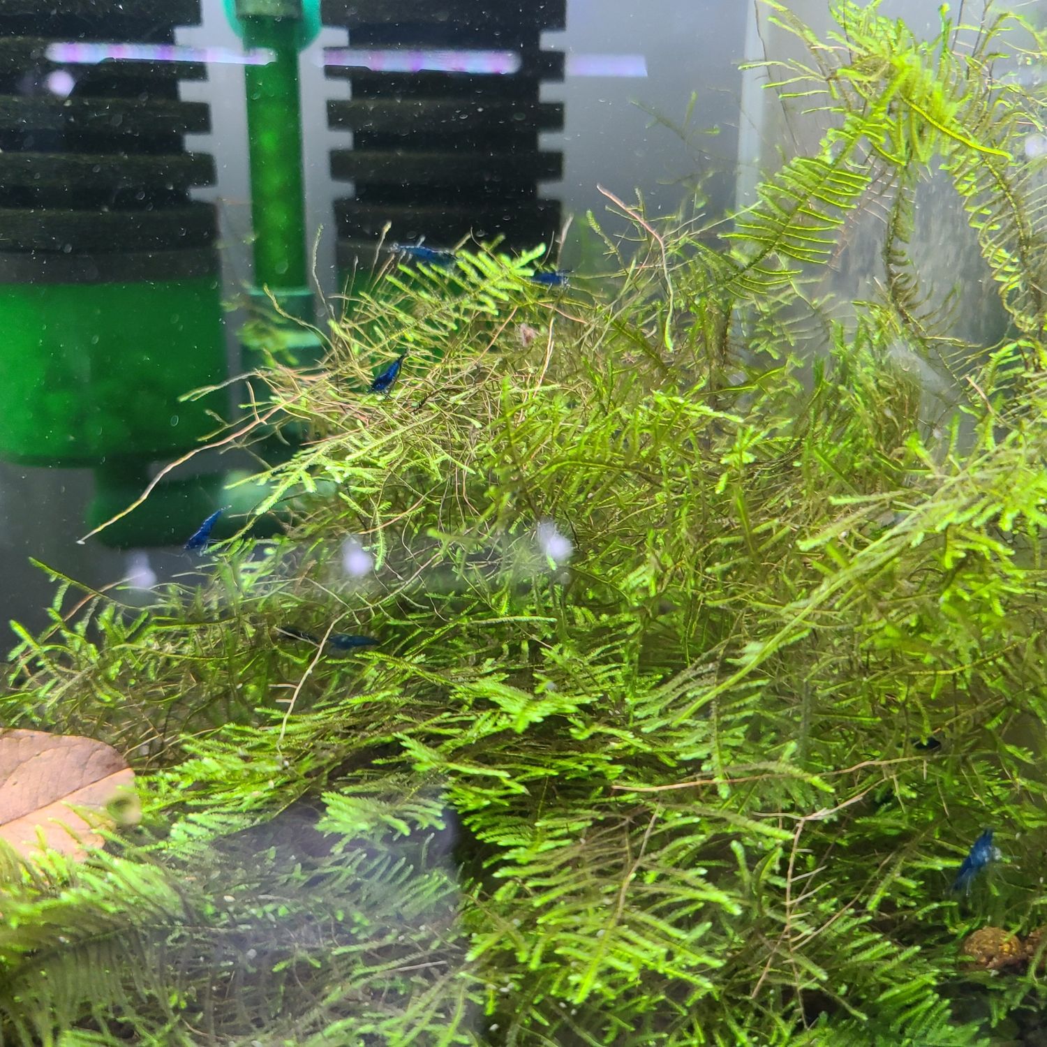 Taiwan Moss - Shrimp Envy