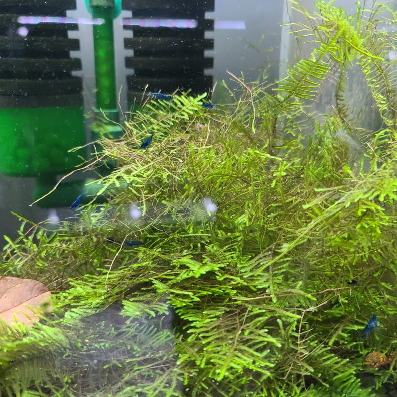Taiwan Moss - Shrimp Envy