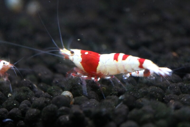 Pure Red Line (A-S Grade) - 5pk - Shrimp Envy
