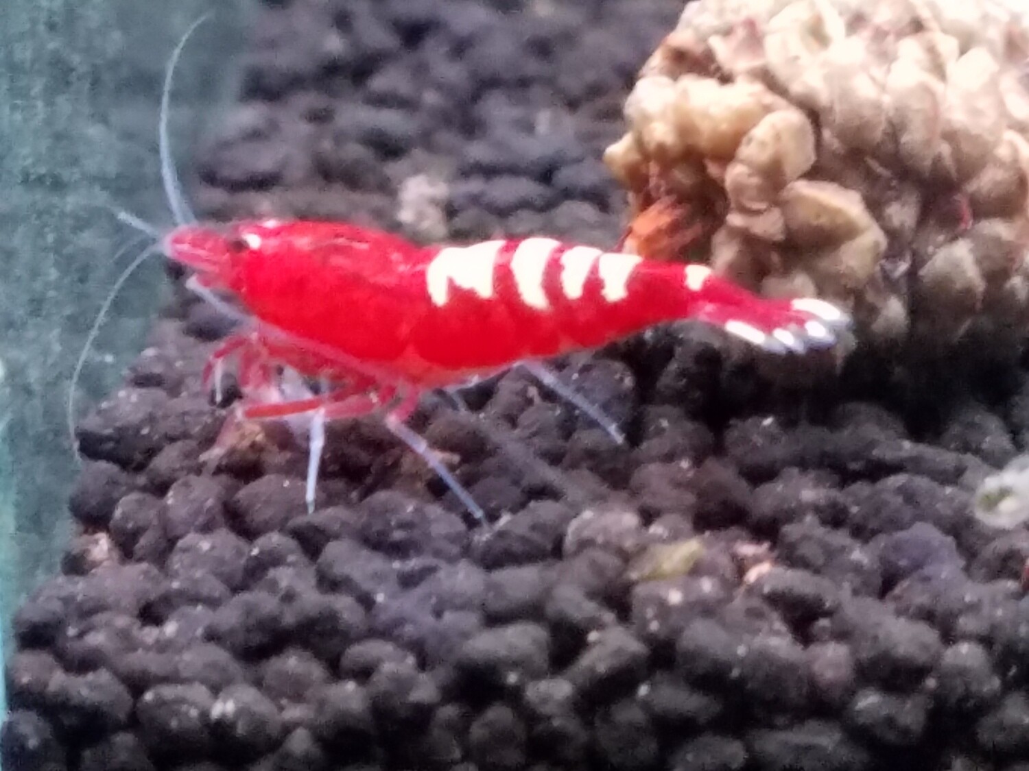 Red Zebra Pinto - 5pk - Shrimp Envy