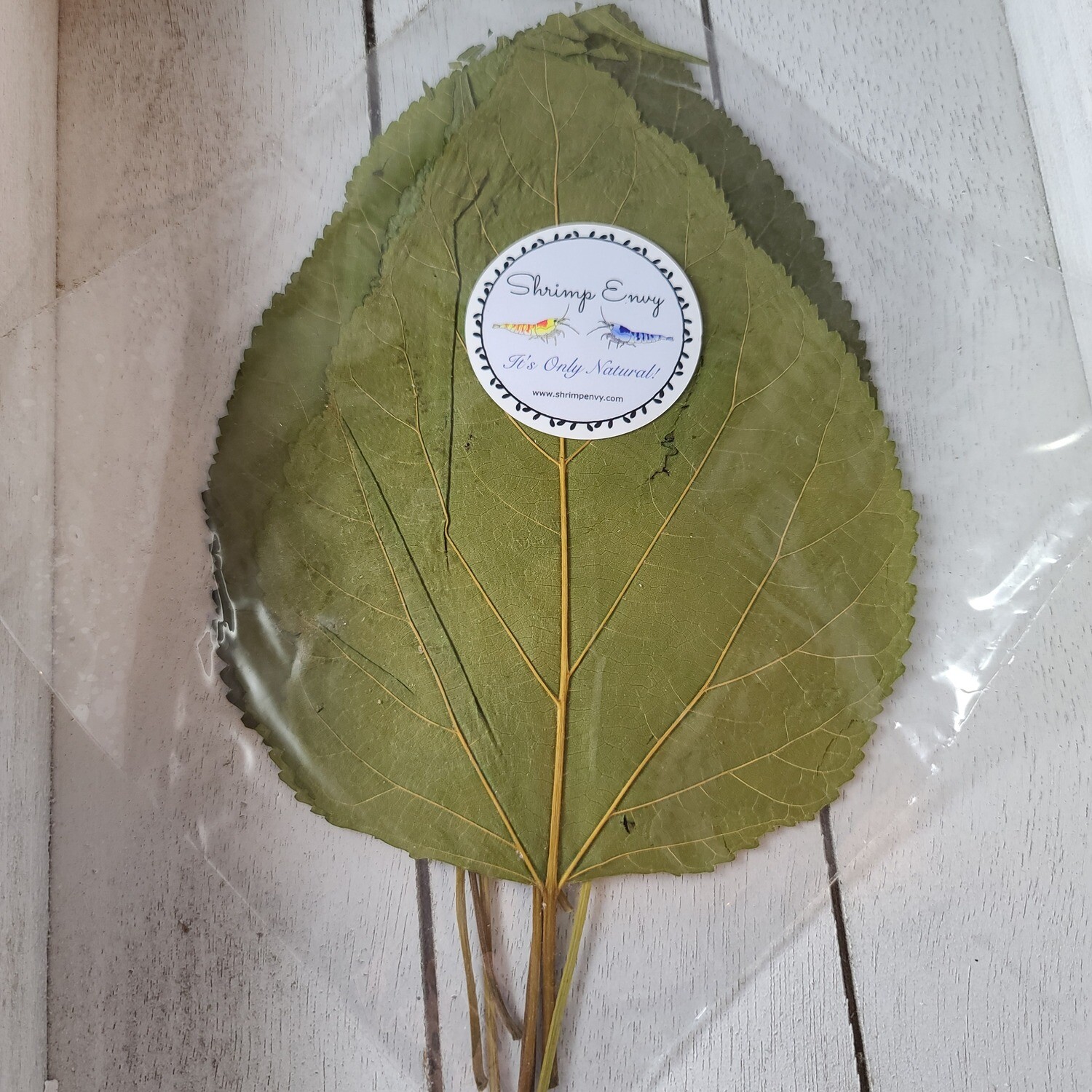 Mulberry Leaves - 10 pack