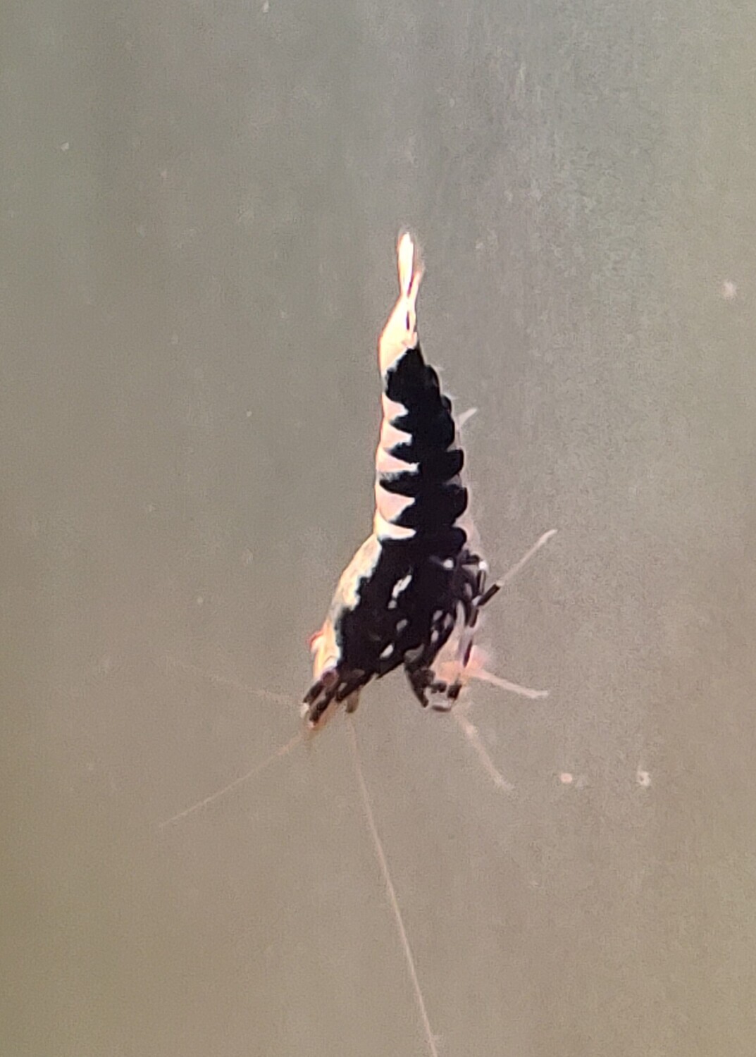 Black Galaxy Low/mid Grade - 5pk - Shrimp Envy