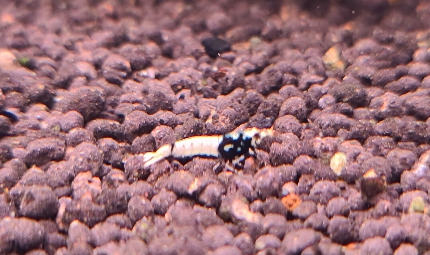 Black Pinto Mixed low grades - 5pk - Shrimp Envy