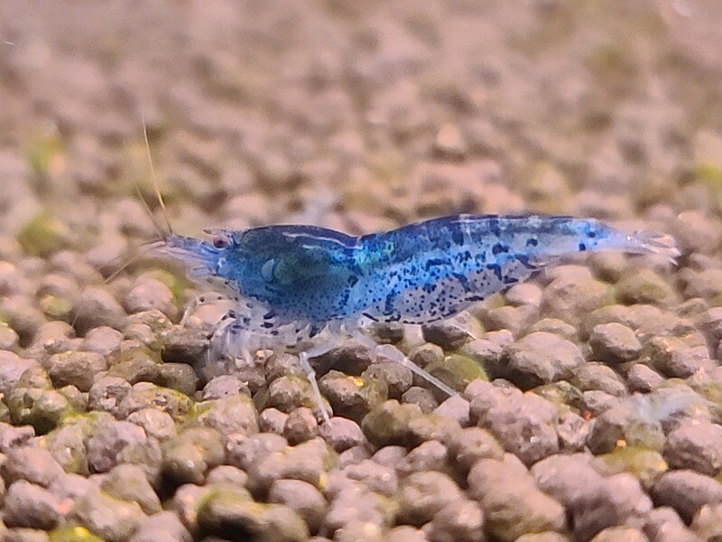 Aura Blue Tigers - 5pk - AT Shrimpery