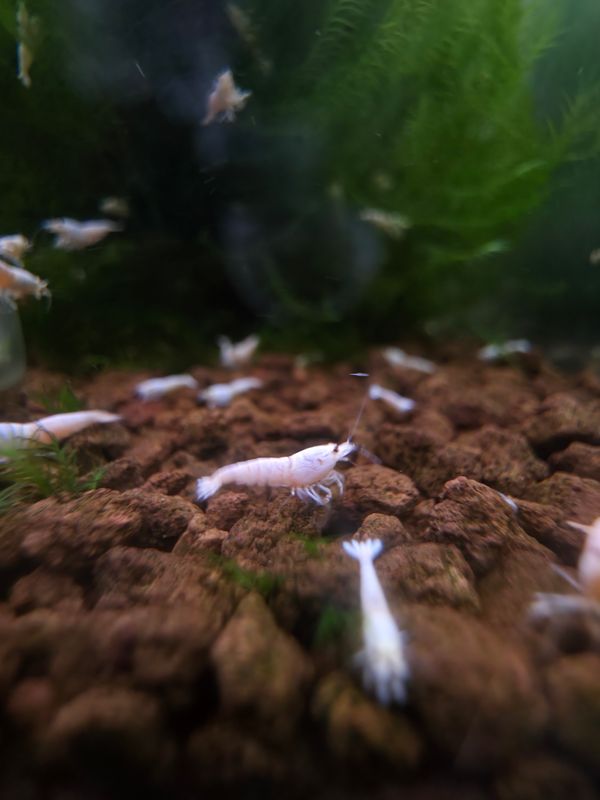 Pure White Line - 5pk - AT Shrimpery
