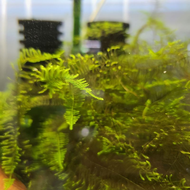 Spiky or Cushion Moss - Shrimp Envy